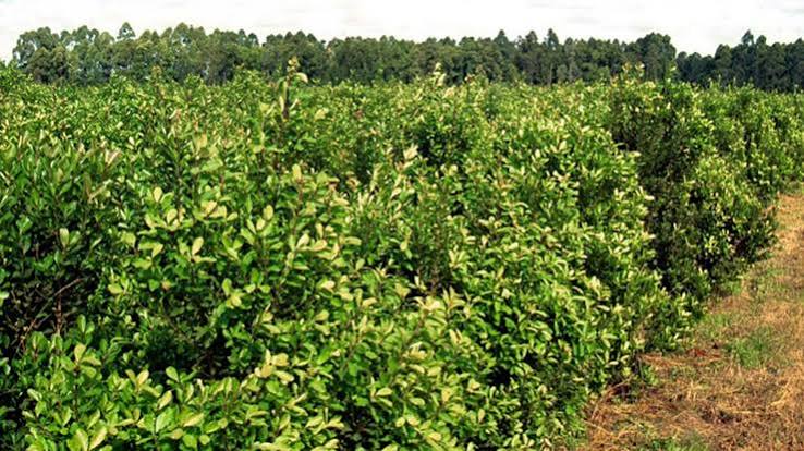 Cultivo de yerba mate en Campo Ramón, Misiones