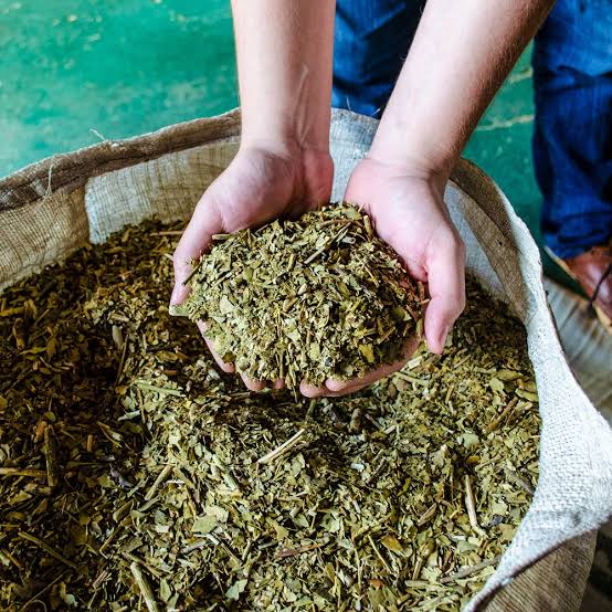 Molienda seleccionada de yerba mate