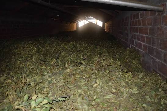 Yerba mate durante el proceso de secado